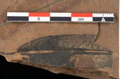 Foto (Detailansicht) von Peridermium daphnes Ettingshausen (NHMW-GEO-2024-0188-0008)